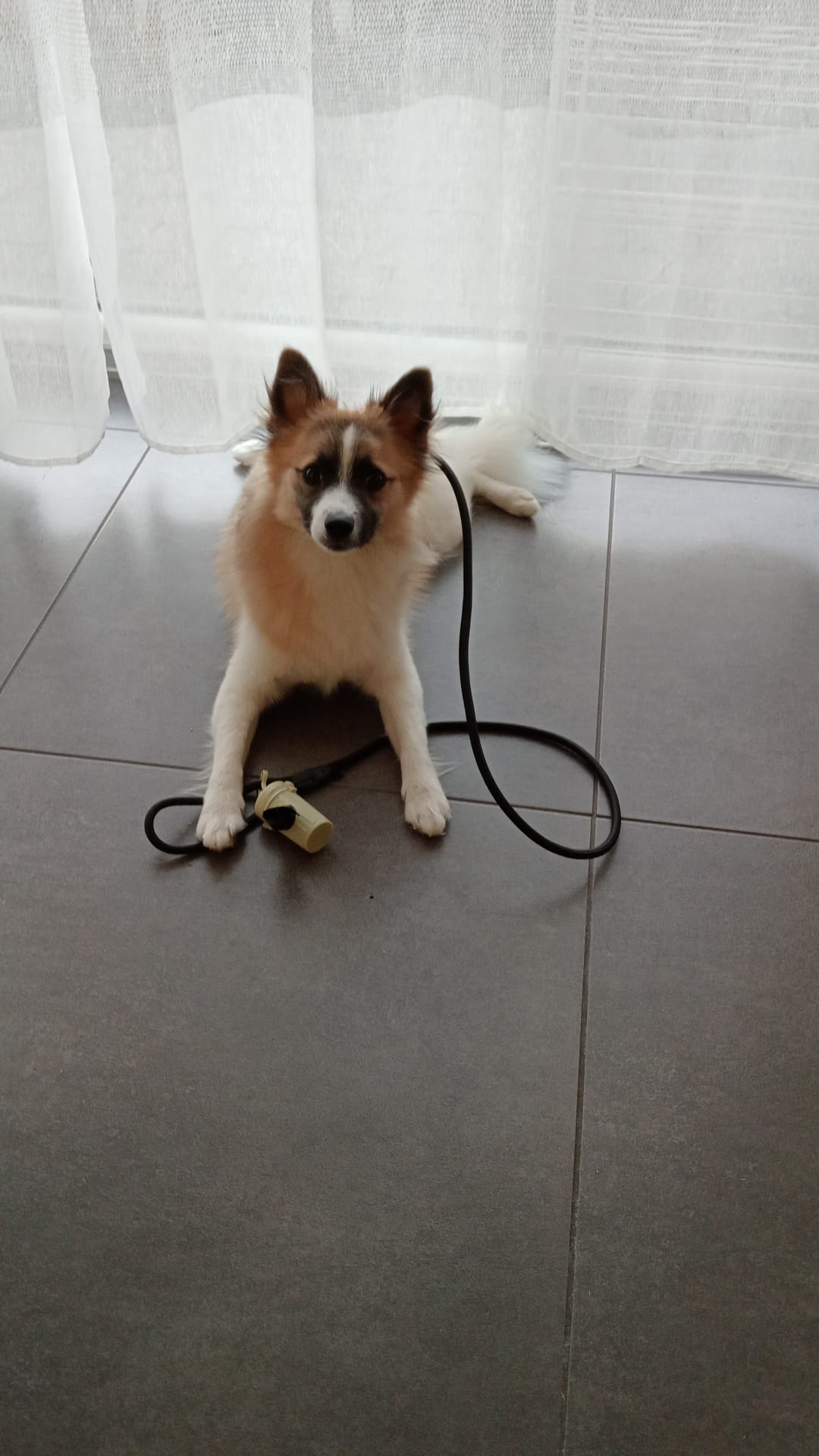 noah zeus dog training
