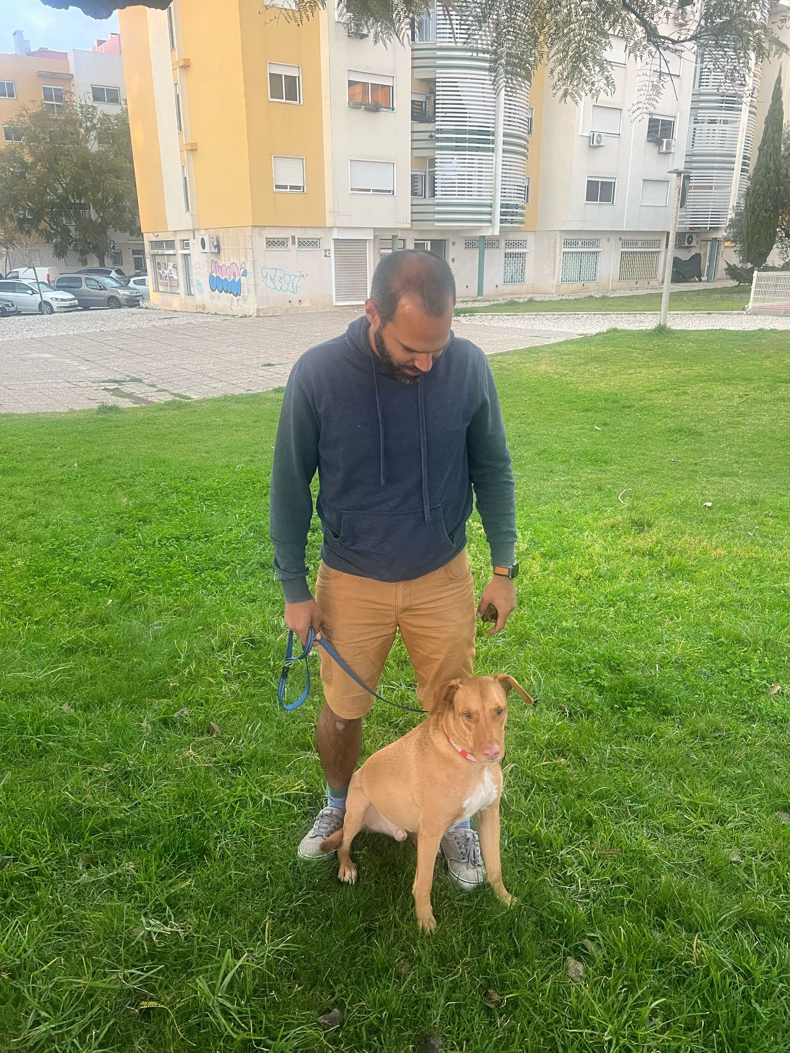 trevo zeus dog training caso sucesso